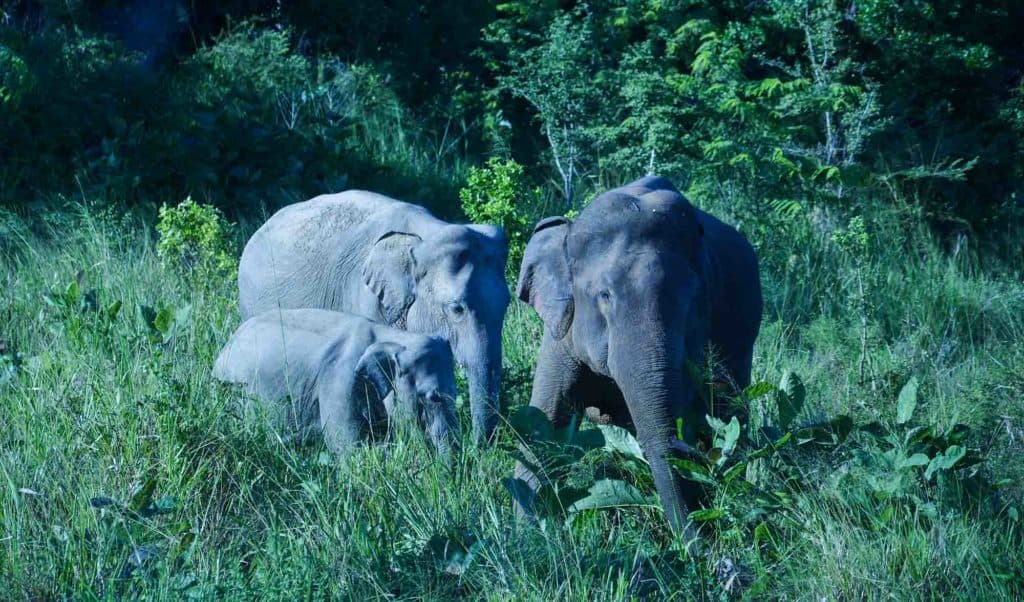 Wild elephants in Minneriya National Park, Sri Lanka